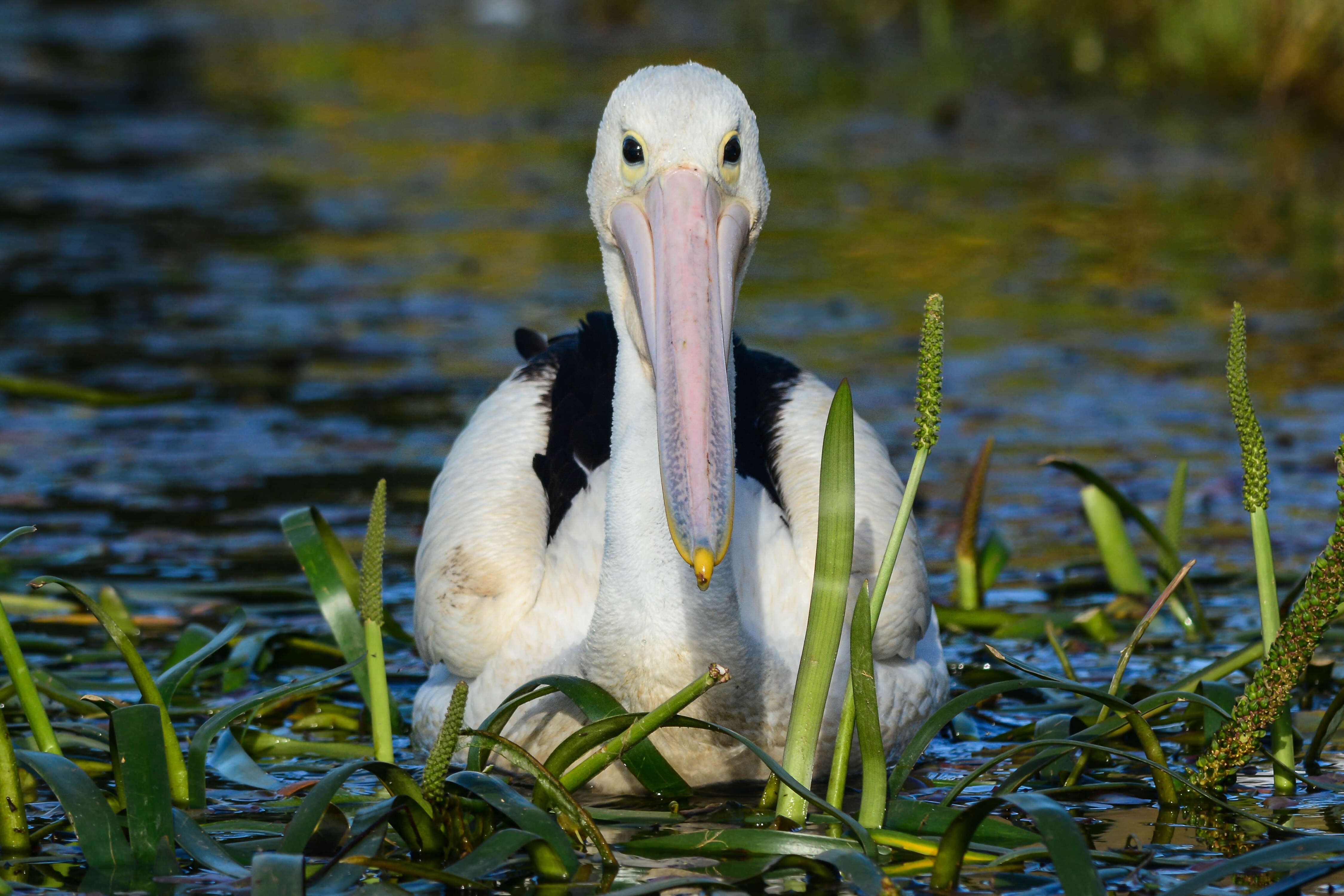 Image of Australian Pelican