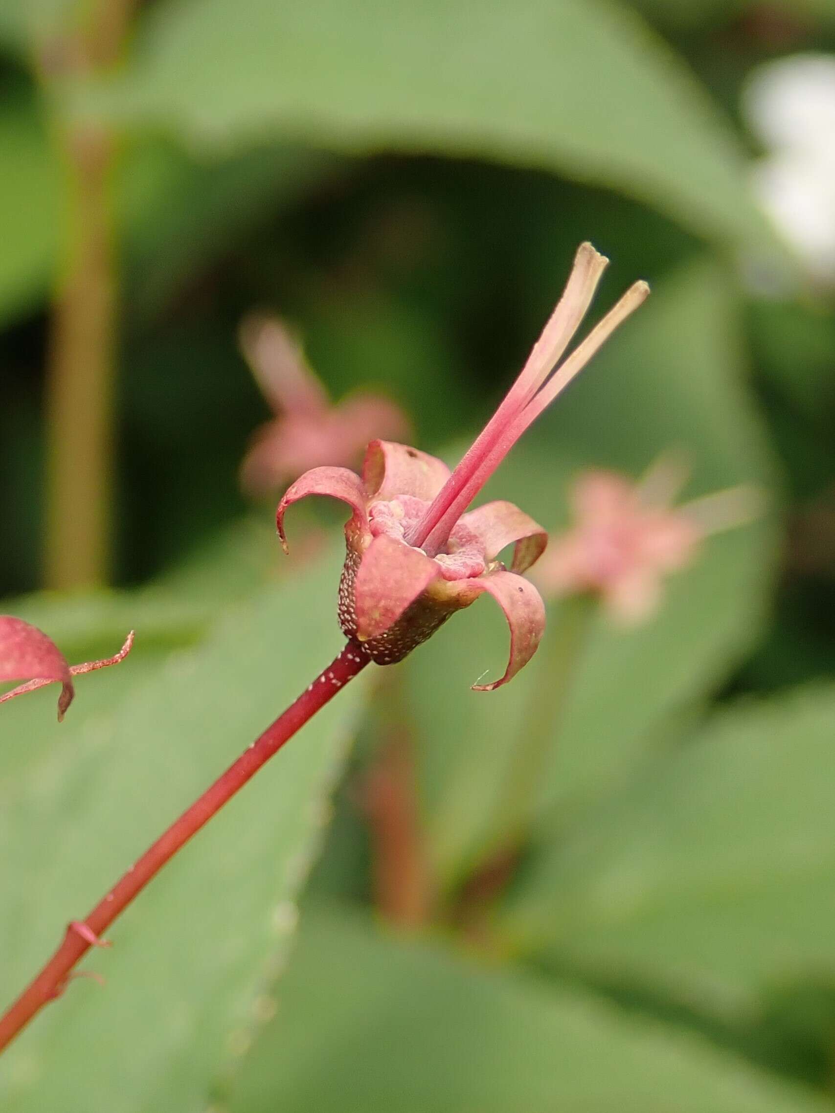 Image of slender pride of Rochester