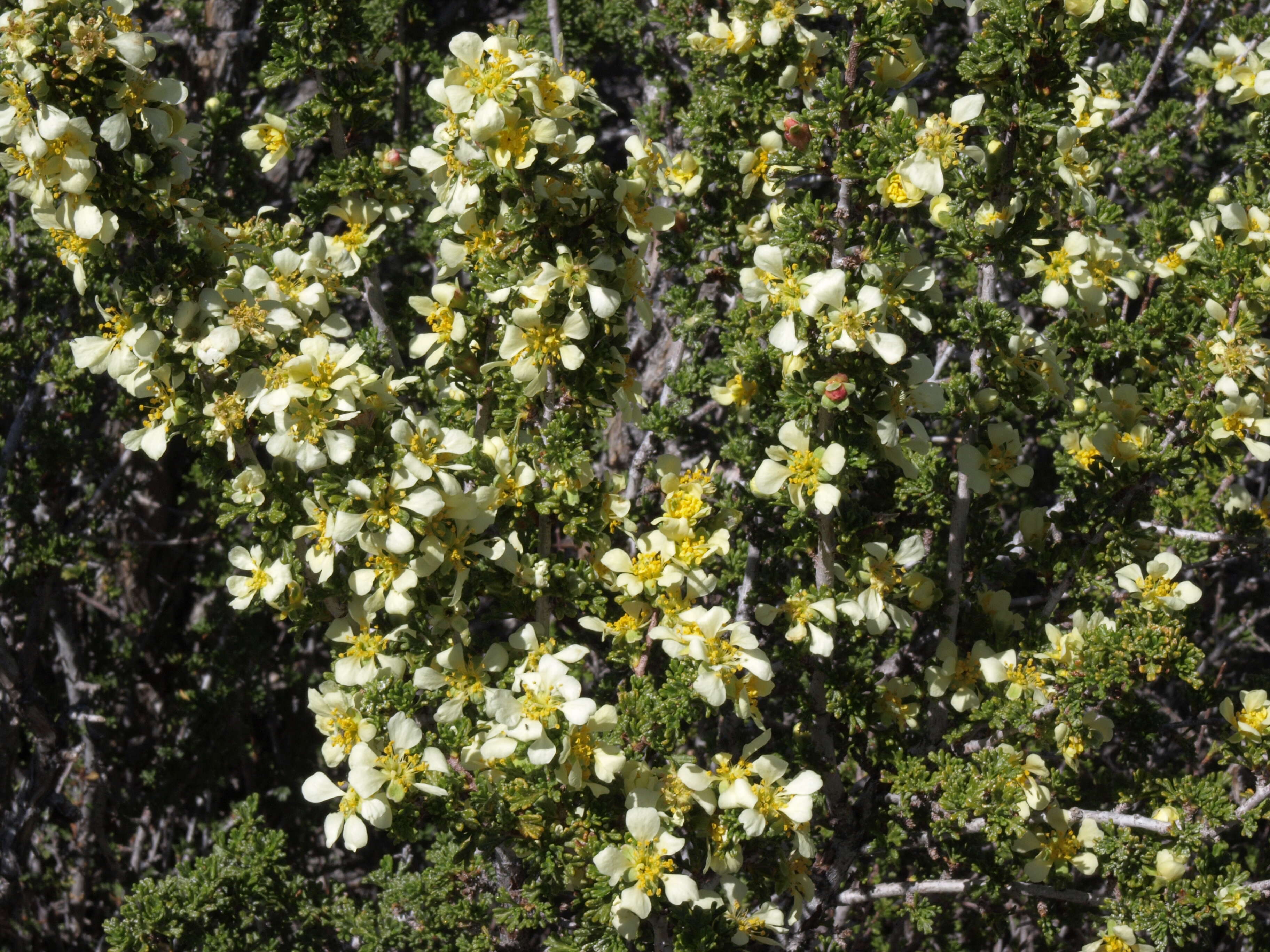 Image of desert bitterbrush