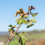 Image of Common Hawthorn