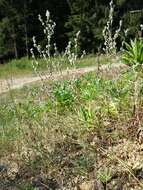 Image of field cudweed