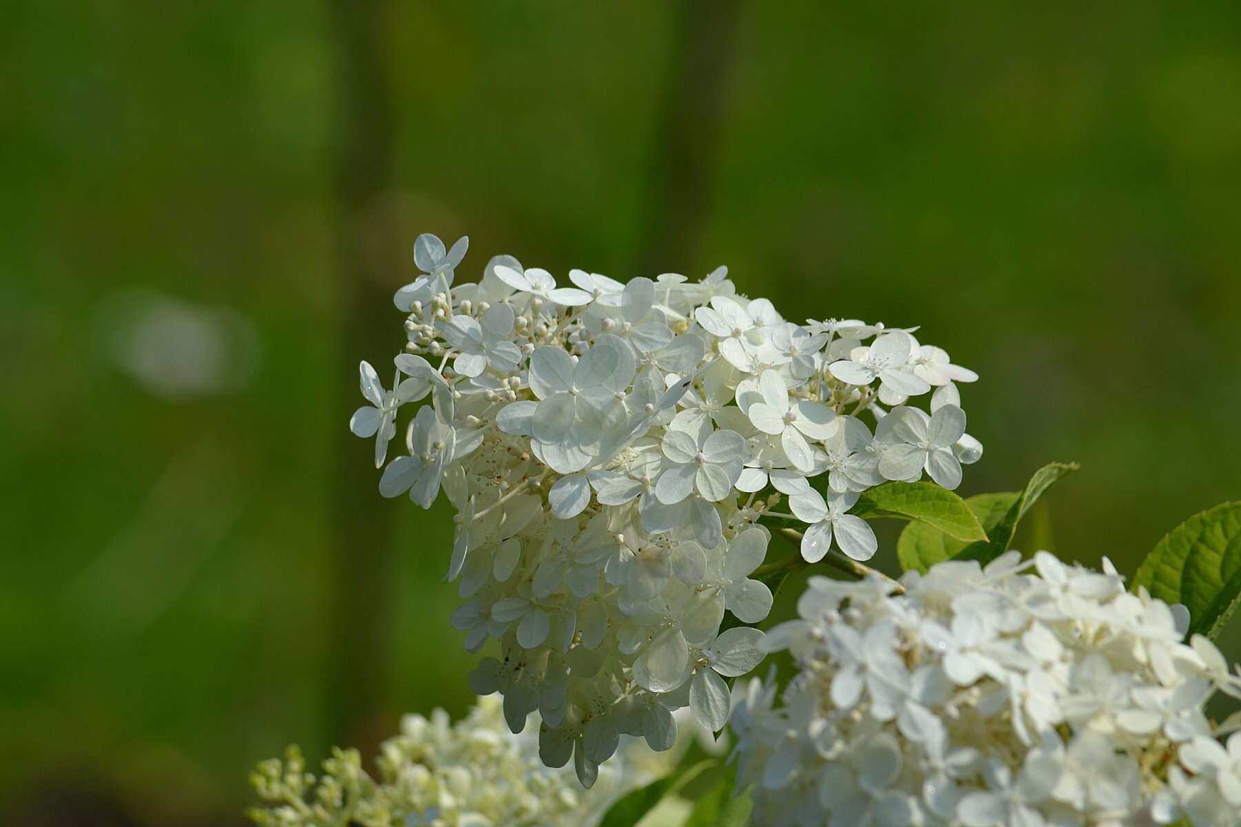 Image of panicled hydrangea