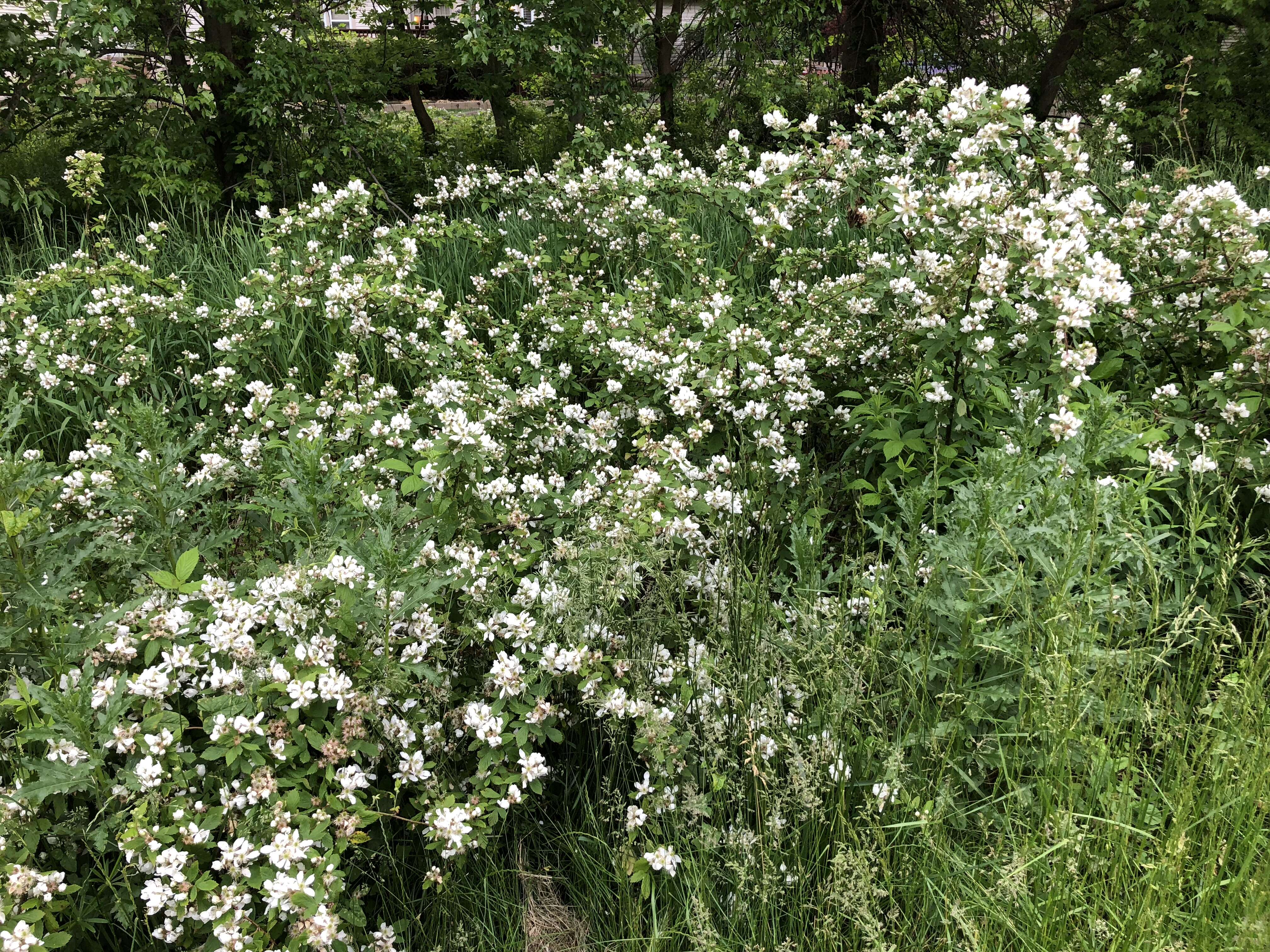 Imagem de Rubus allegheniensis Porter