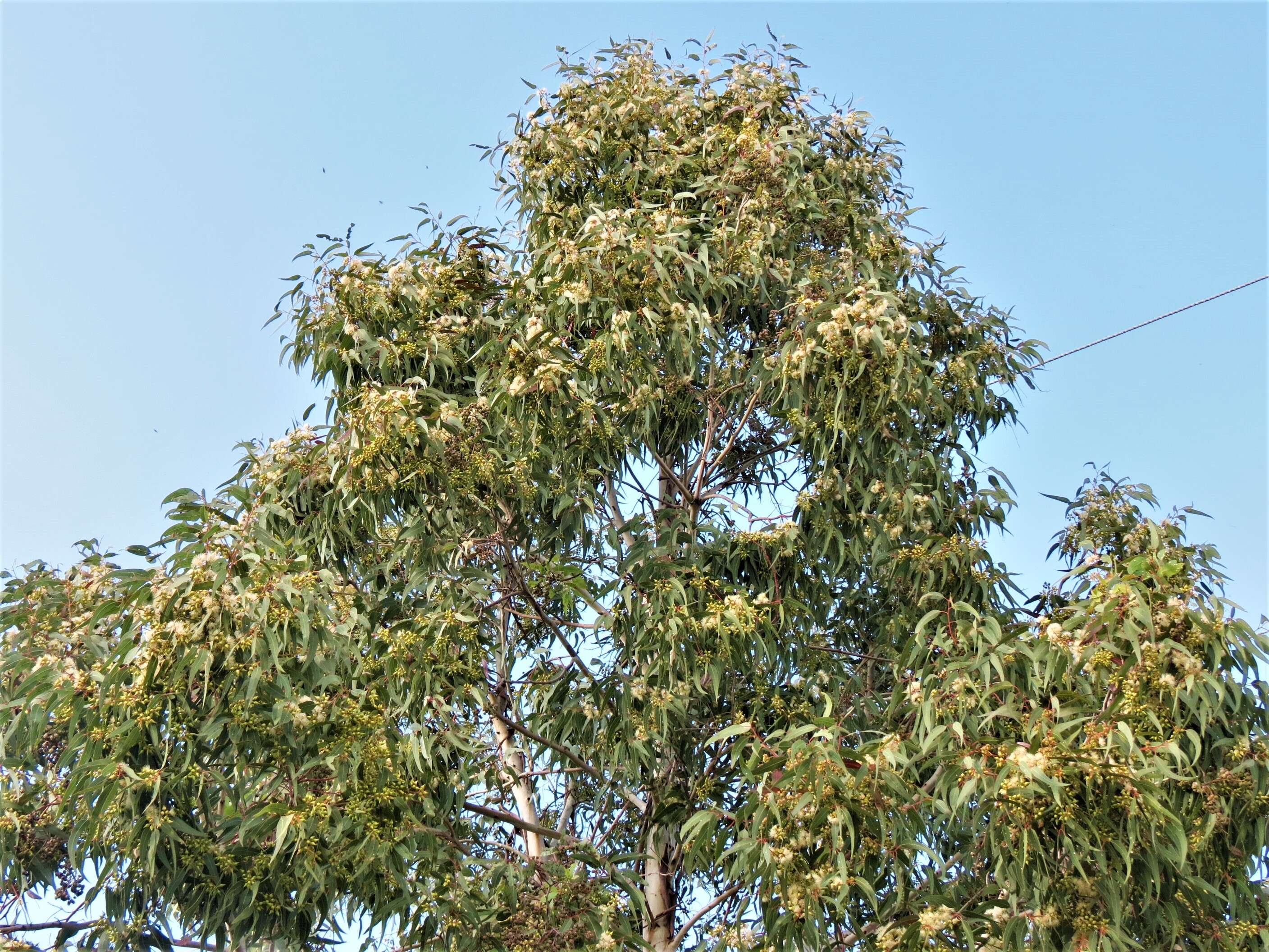 Imagem de Eucalyptus tereticornis Sm.