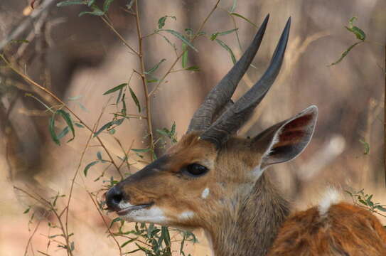 Image of Tragelaphus sylvaticus