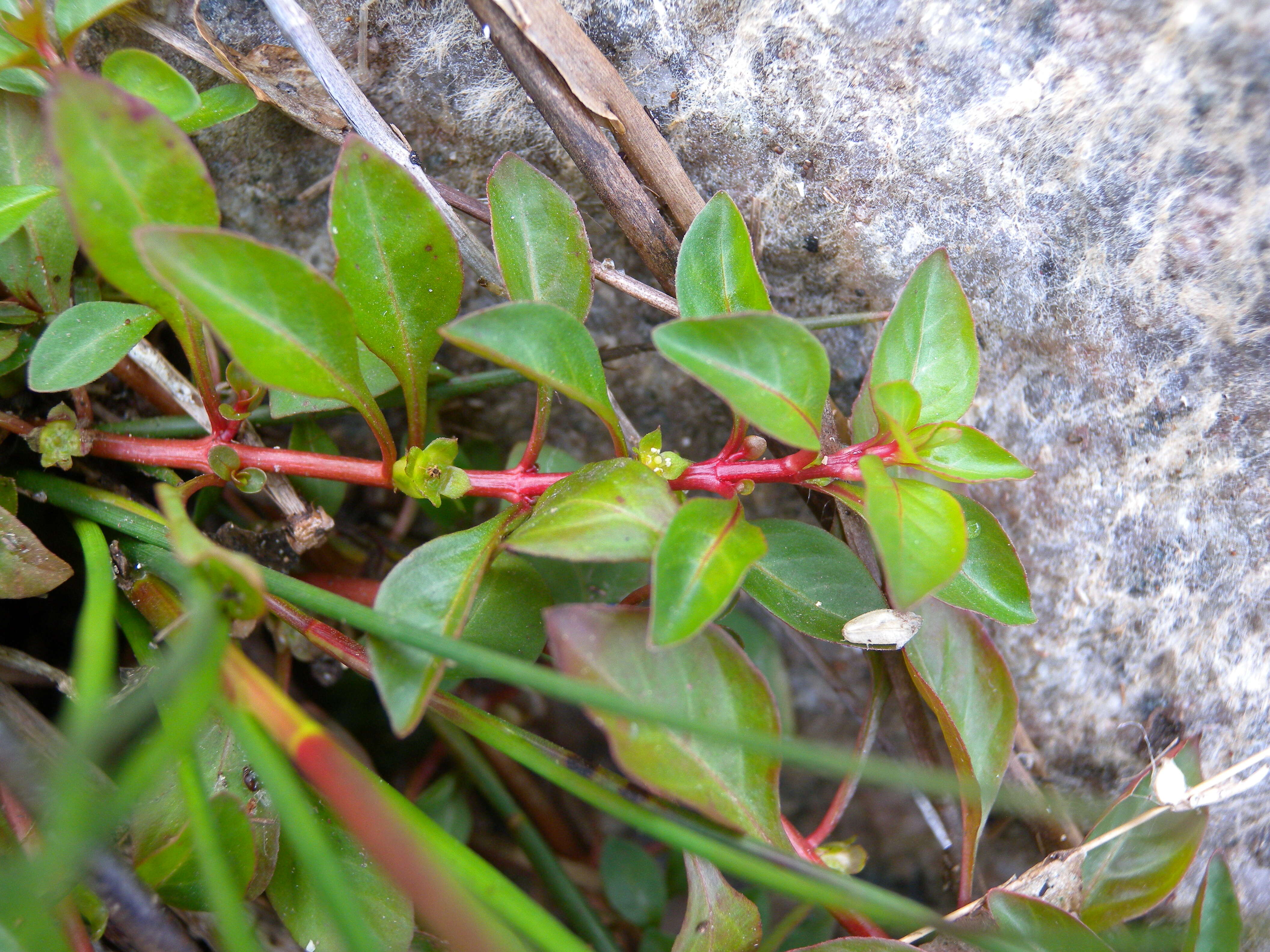 Image of marsh seedbox