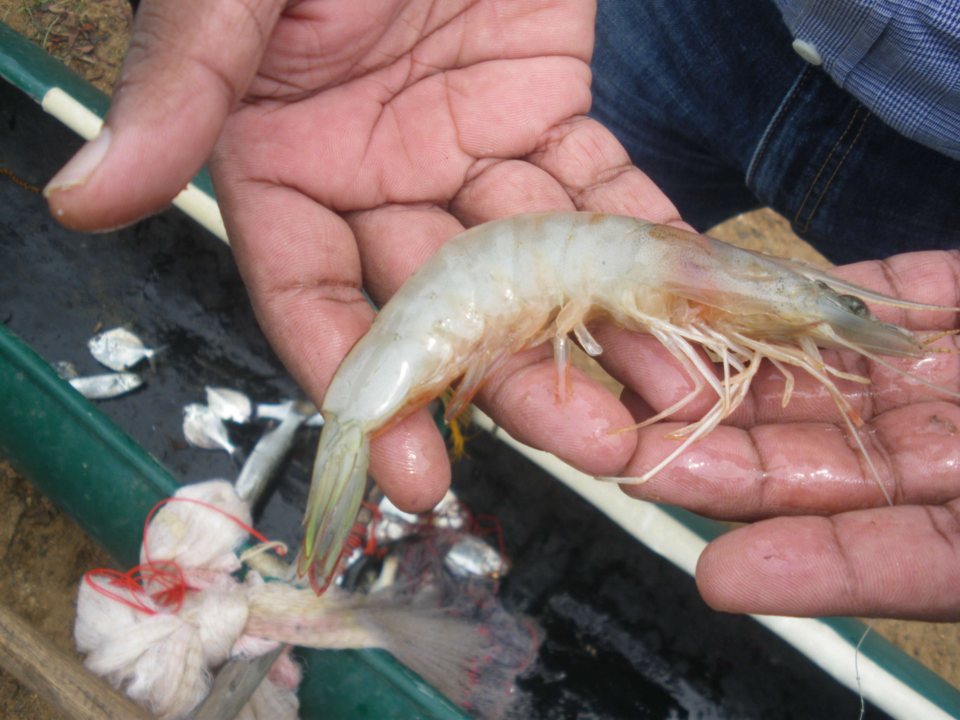 Image of Indian white prawn