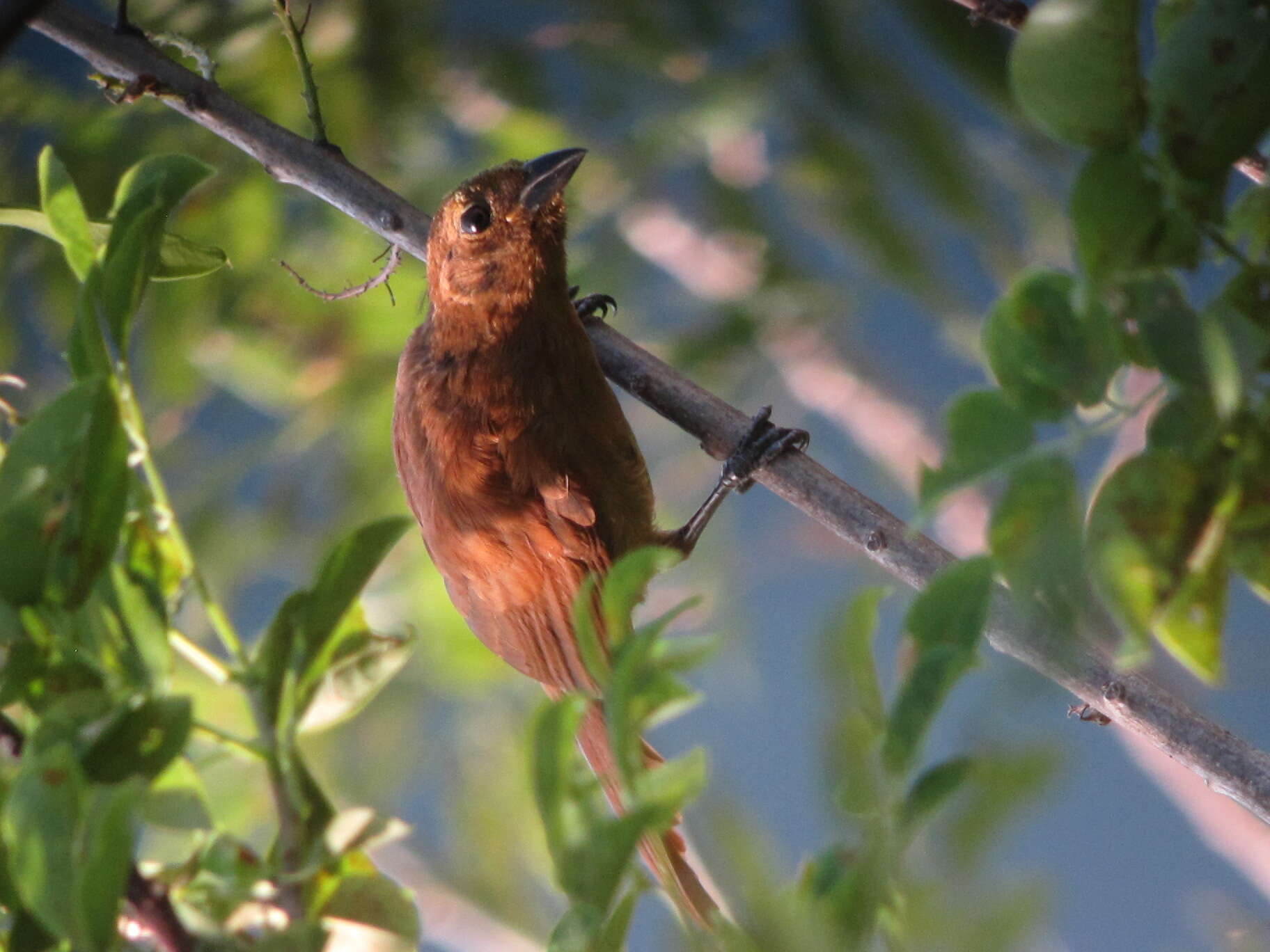 Tachyphonus rufus (Boddaert 1783)的圖片