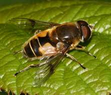 Слика од <i>Eristalis horticola</i>