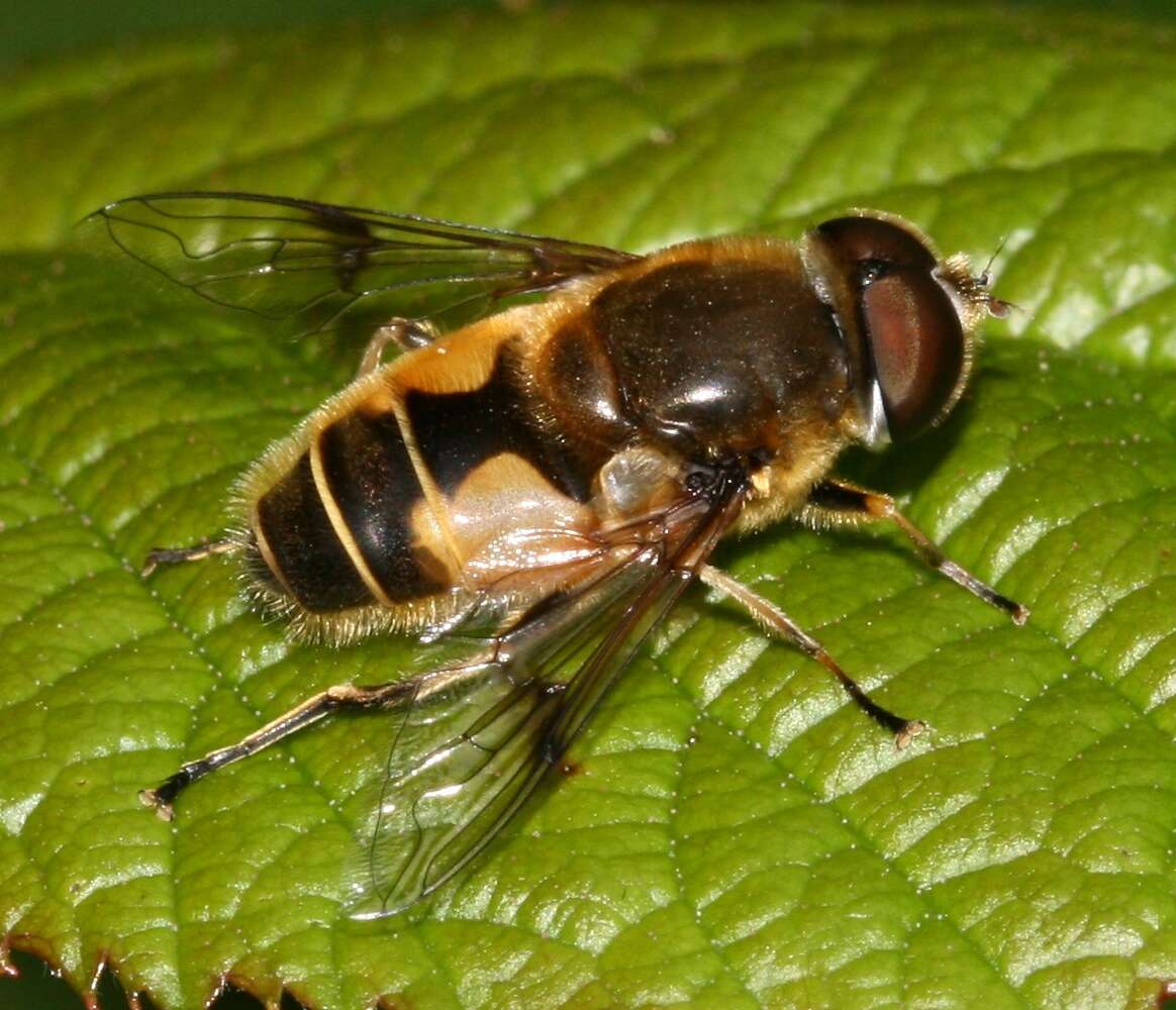 Image of <i>Eristalis horticola</i>