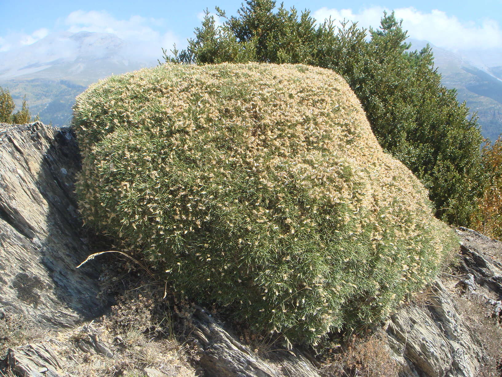 Слика од Echinospartum