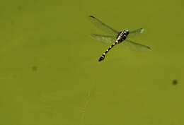 صورة Ictinogomphus rapax (Rambur 1842)