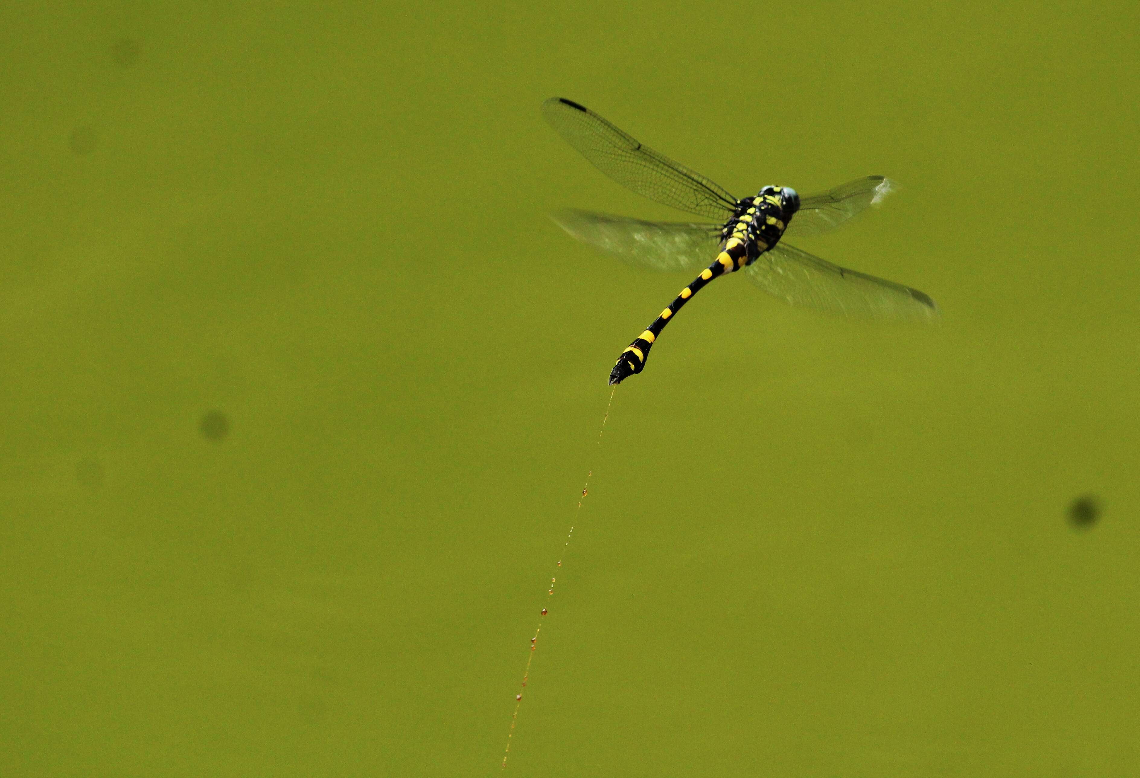 صورة Ictinogomphus rapax (Rambur 1842)