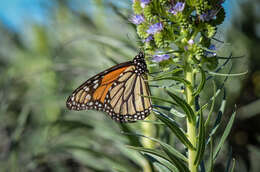 Imagem de Echium candicans L. fil.