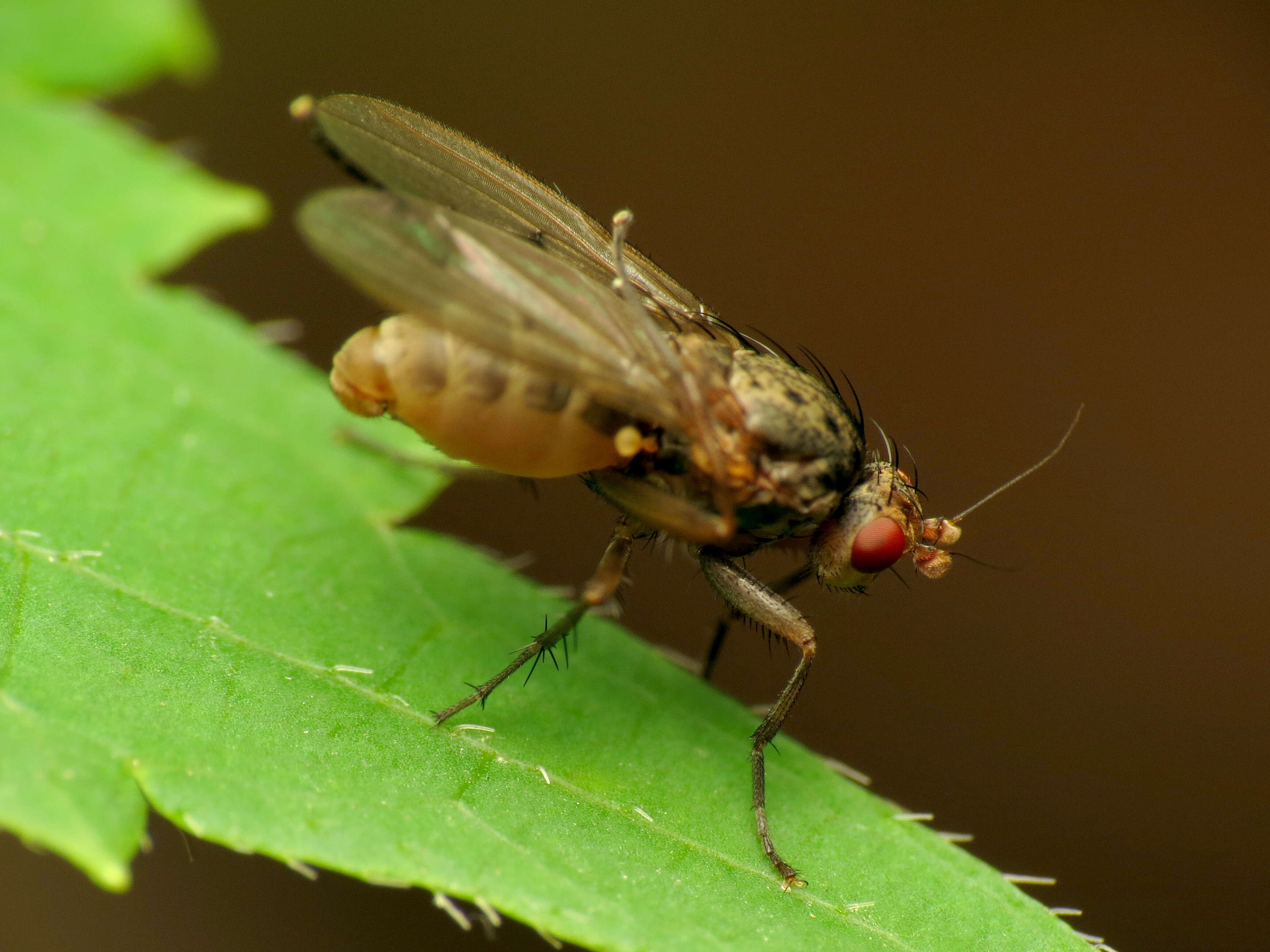 Image of heleomyzid flies