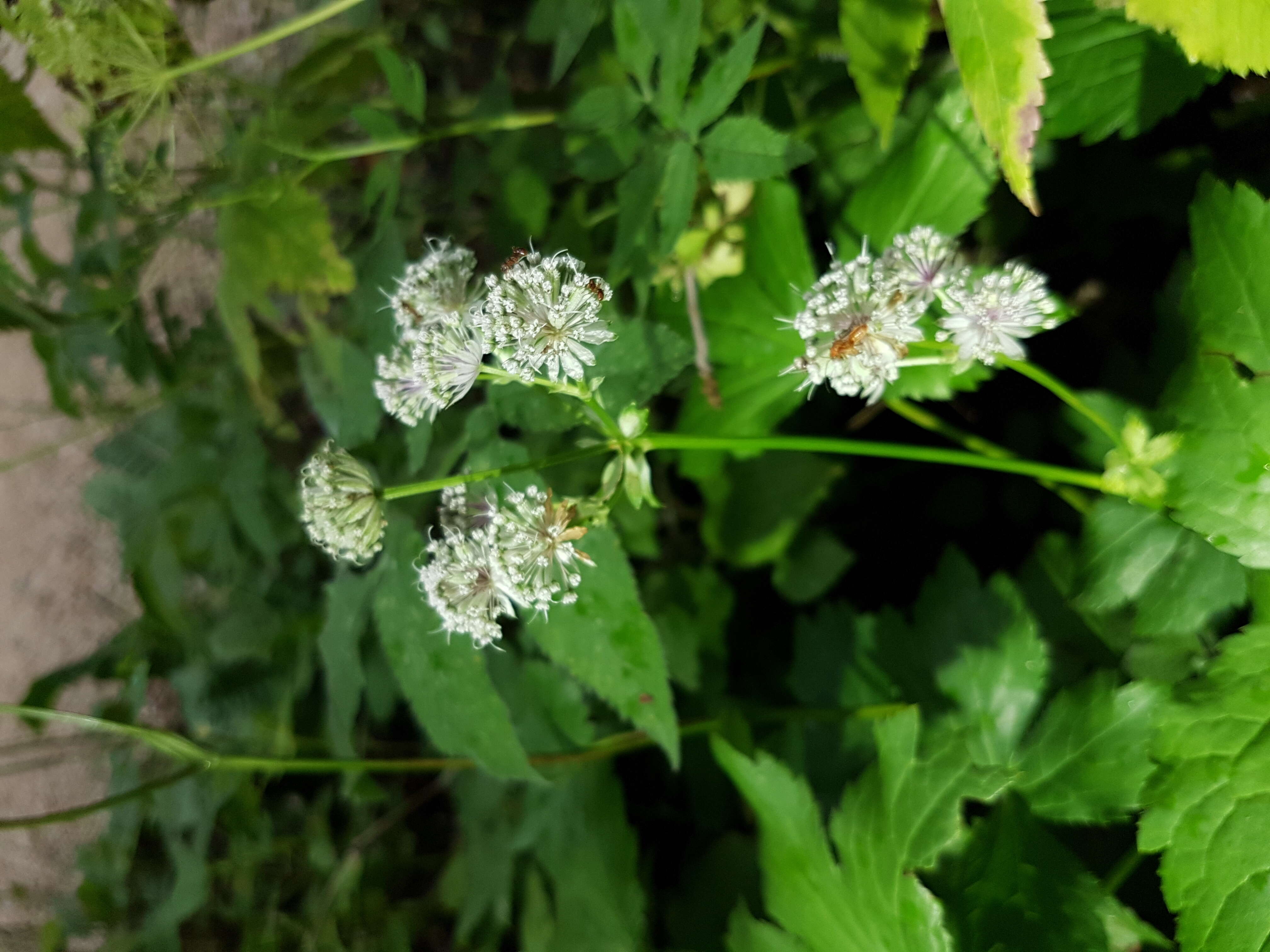 Imagem de Astrantia major L.