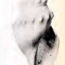 Sivun Gymnobela fulvotincta (Dautzenberg & H. Fischer 1896) kuva