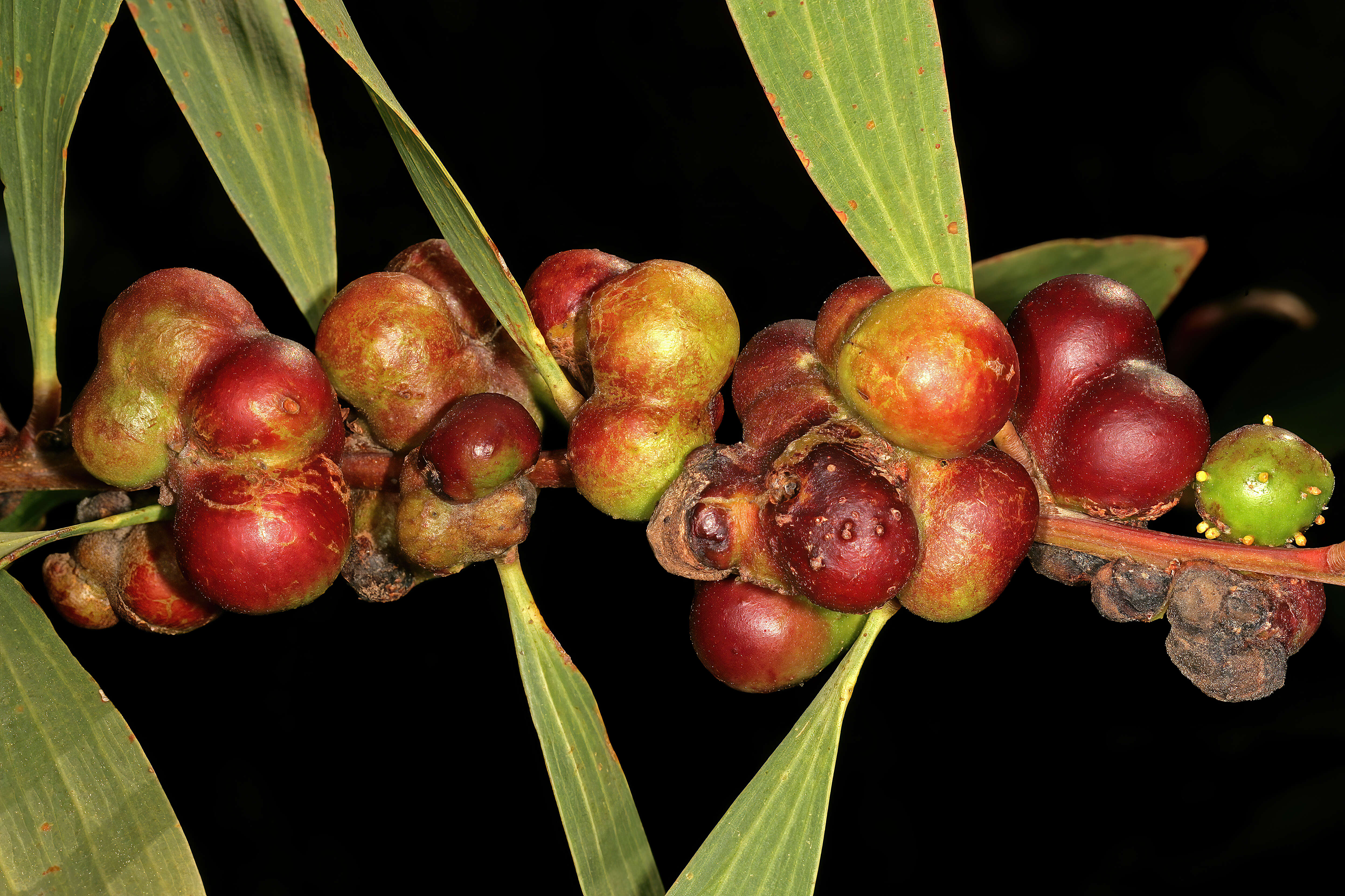 صورة Trichilogaster acaciaelongifoliae (Froggatt 1892)