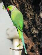 Image of Ring-necked Parakeet