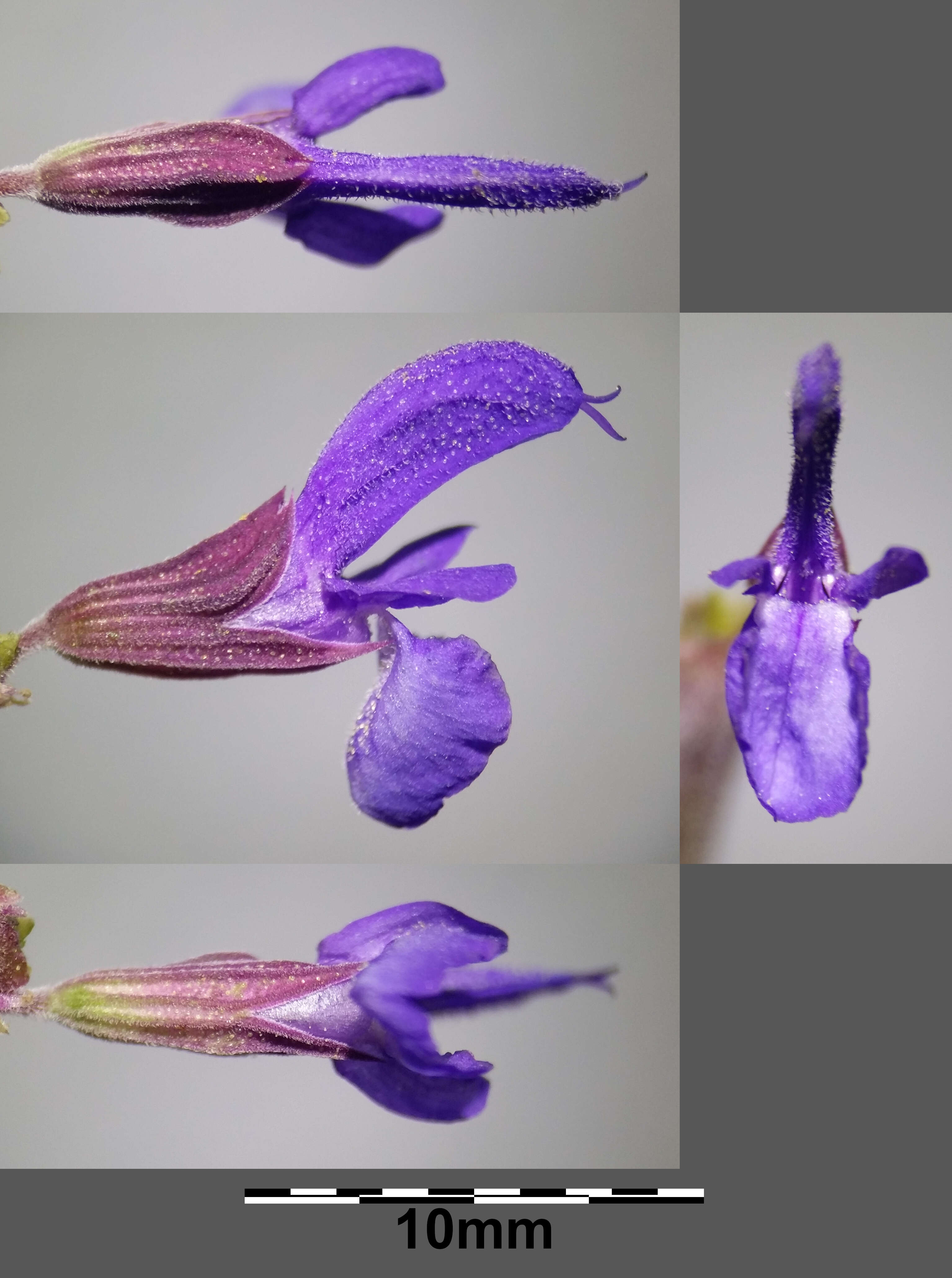 Imagem de Salvia nemorosa L.