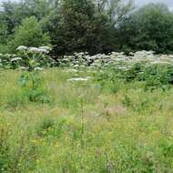 Imagem de Heracleum sosnowskyi Manden.