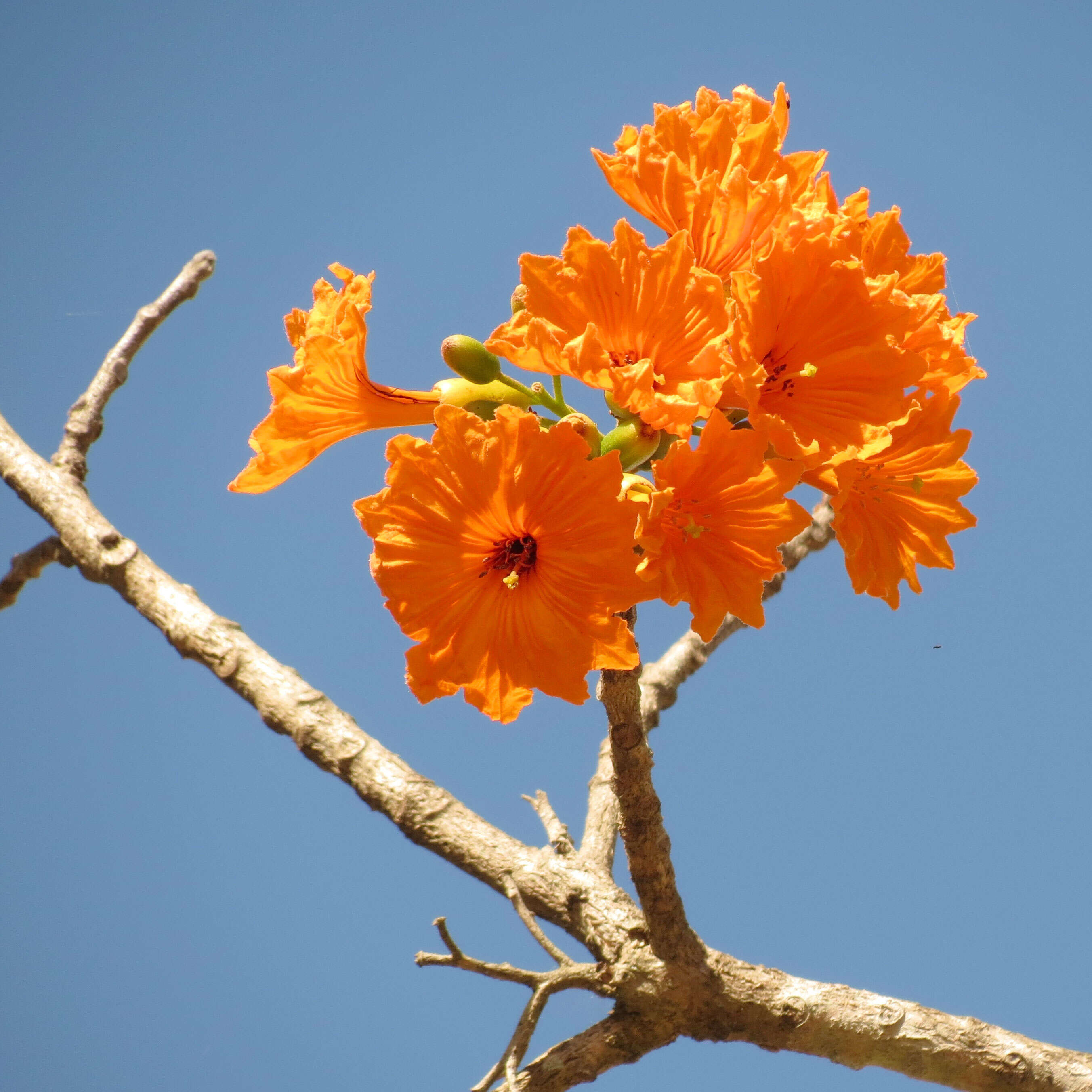 Image of Cordia dodecandra DC.