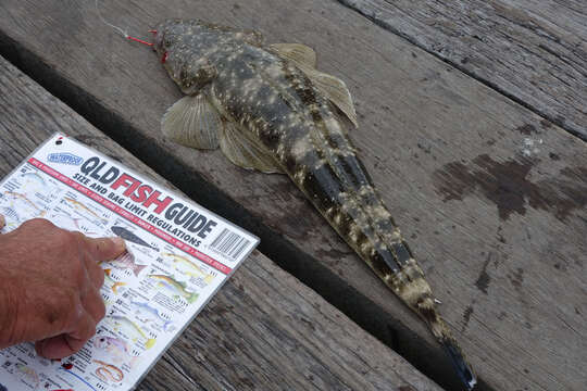 Image of Dusky Flathead