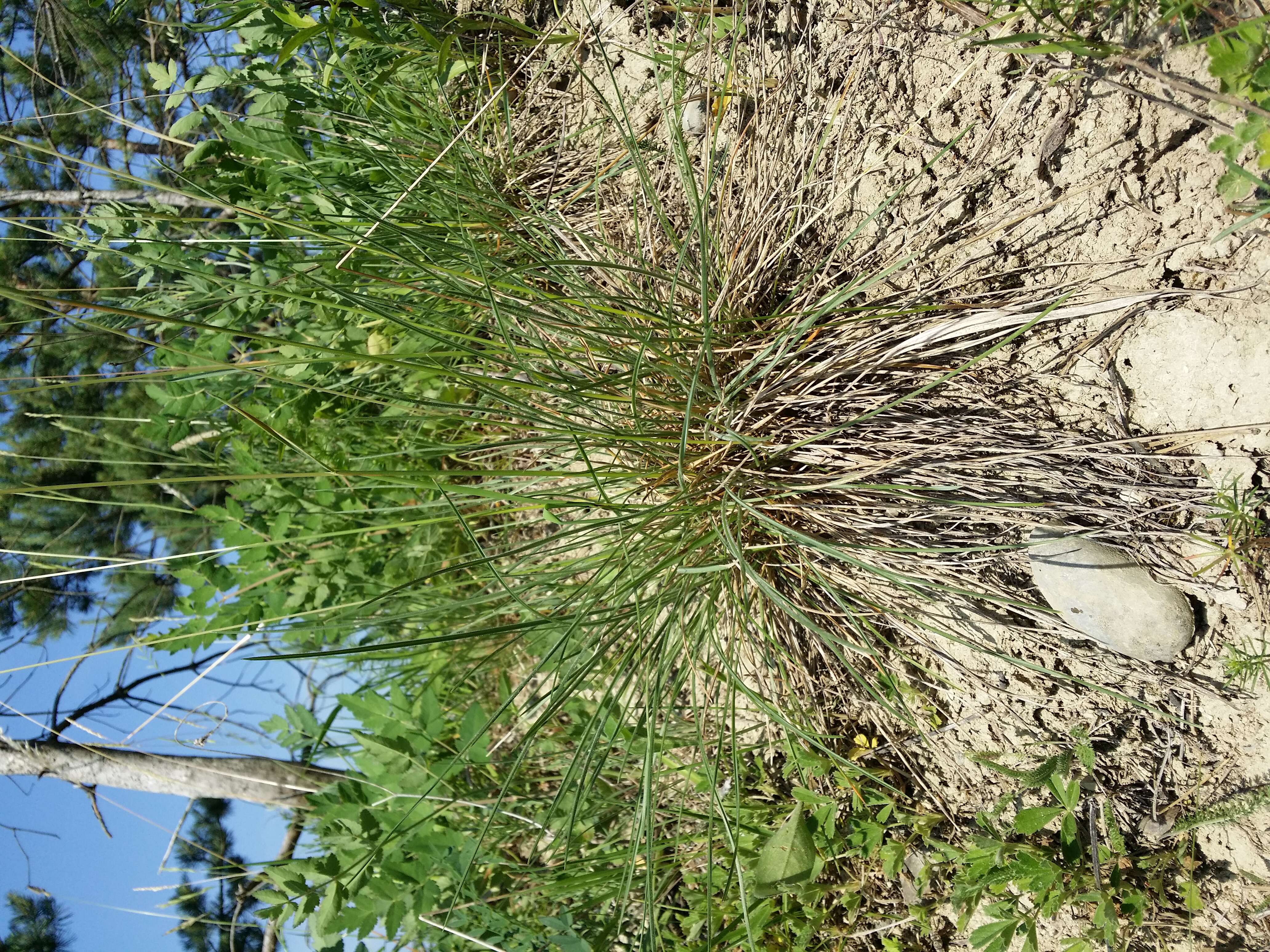 Image of Helictochloa pratensis (L.) Romero Zarco