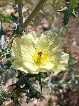 Image of pale Mexican pricklypoppy