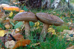 Image of Leccinum scabrum (Bull.) Gray 1821