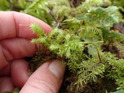 Image of Electrified Cat's Tail Moss