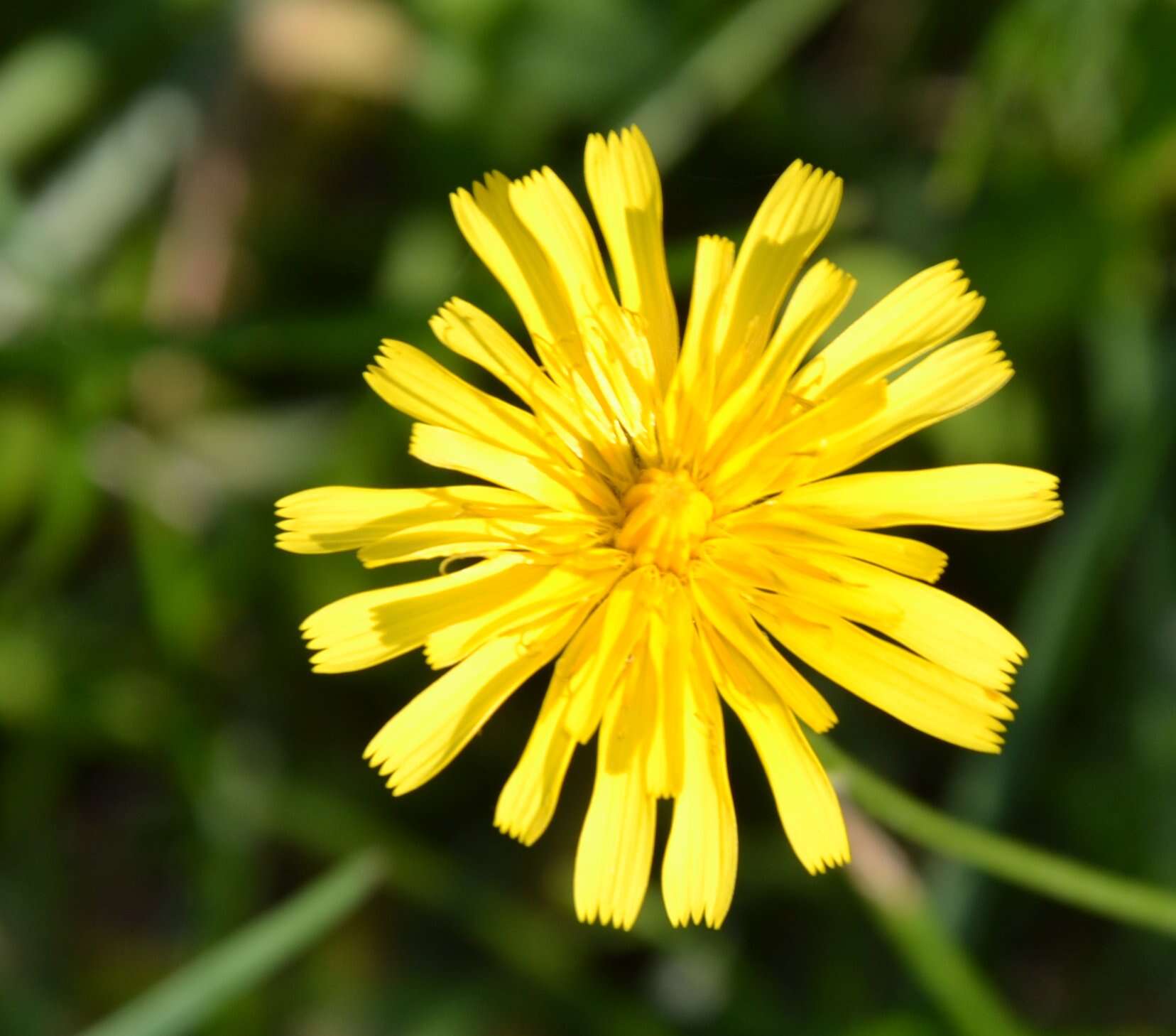 Image of fall dandelion