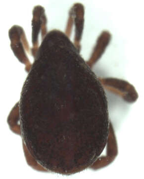 صورة Allothyridae