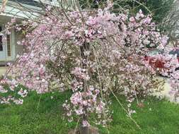 Image de Prunus spachiana (Lavallee ex H. Otto) Kitamura