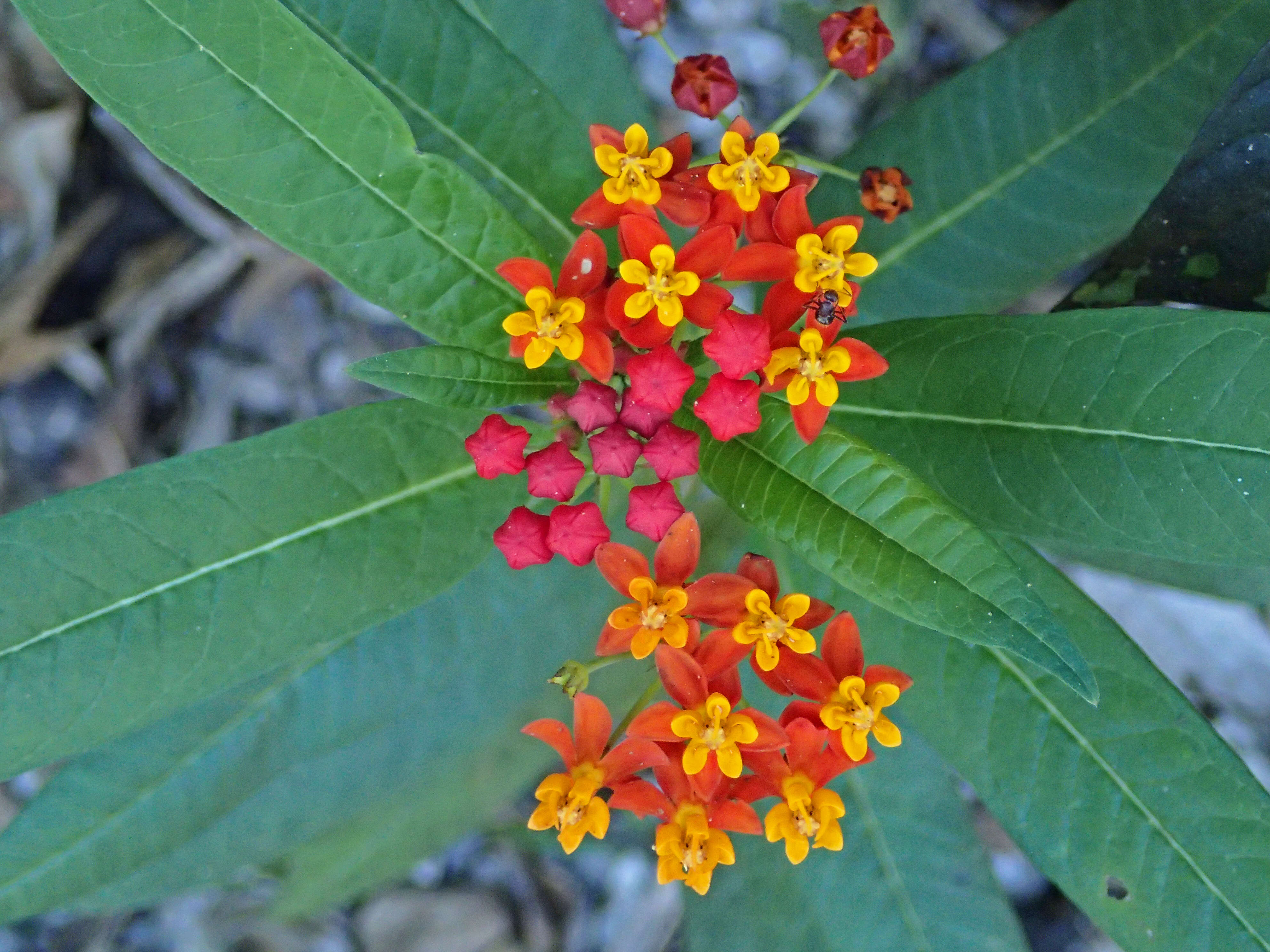 Image of bloodflower