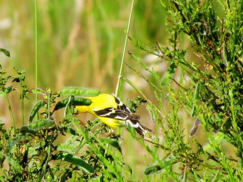 Imagem de Spinus tristis (Linnaeus 1758)