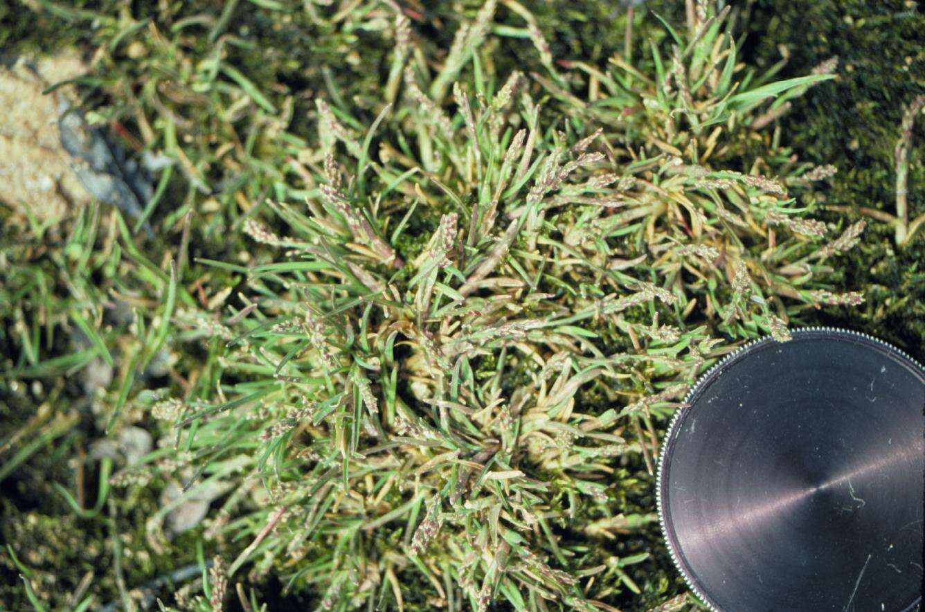 Image of icegrass