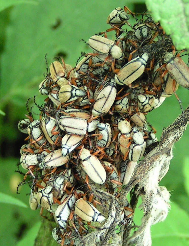 Image of Rose Chafer