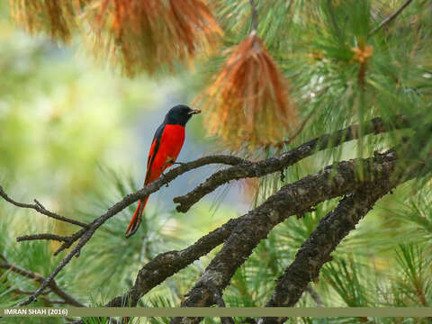 Image of Long-tailed Minivet