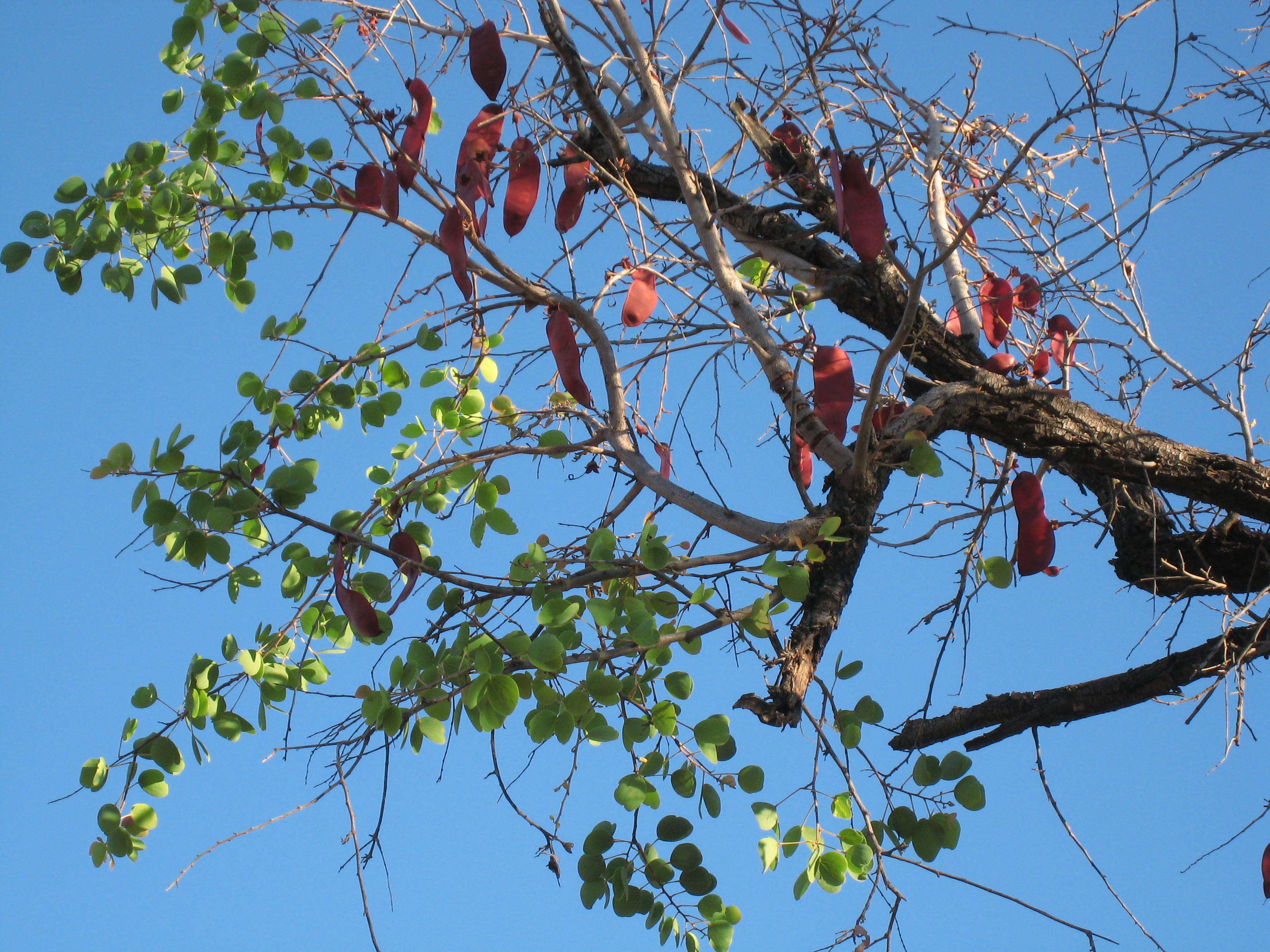 Image of Lysiphyllum cunninghamii (Benth.) de Wit