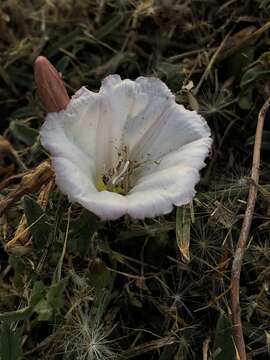 Image of Field Bindweed