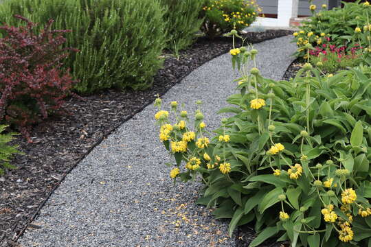 Plancia ëd Phlomis fruticosa L.