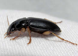 Sivun Harpalus (Pseudoophonus) pensylvanicus (De Geer 1774) kuva