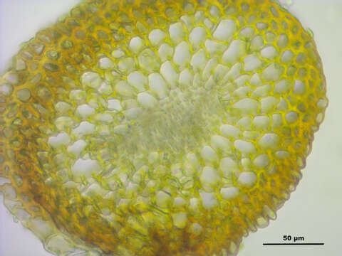 Image of denuded dicranodontium moss