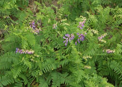 Plancia ëd Vicia cassubica L.