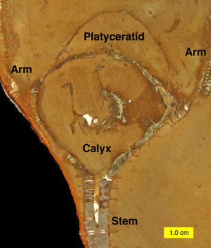 Слика од Crinozoa