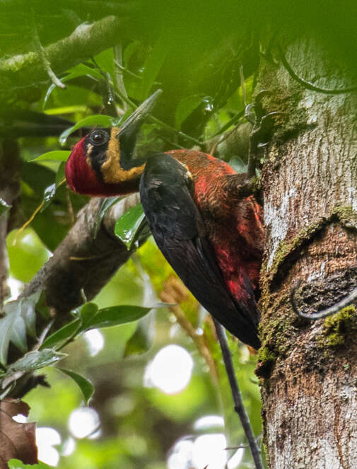 Image of Crimson-bellied Woodpecker