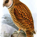Image of Golden Masked Owl