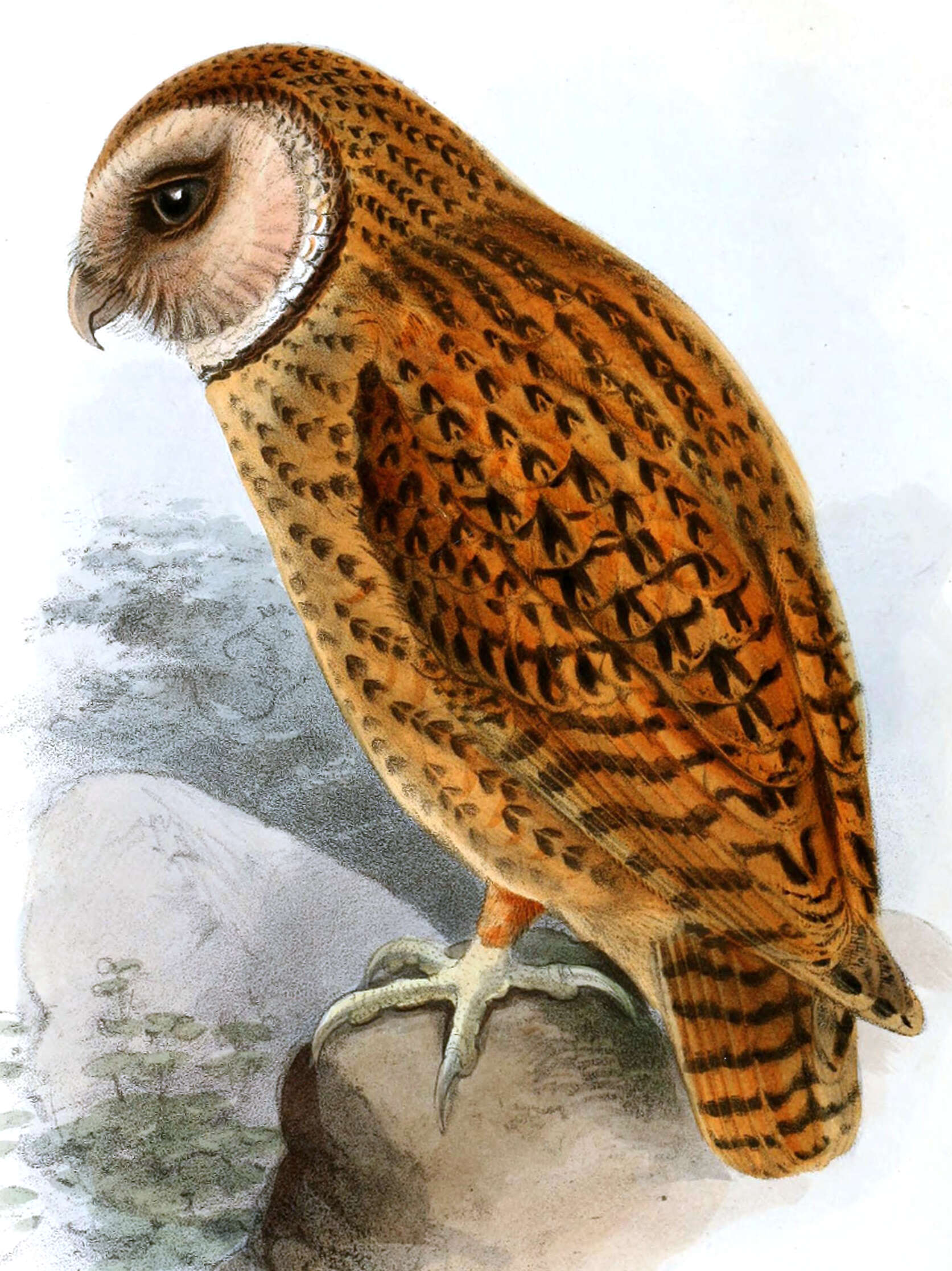 Image of Golden Masked Owl