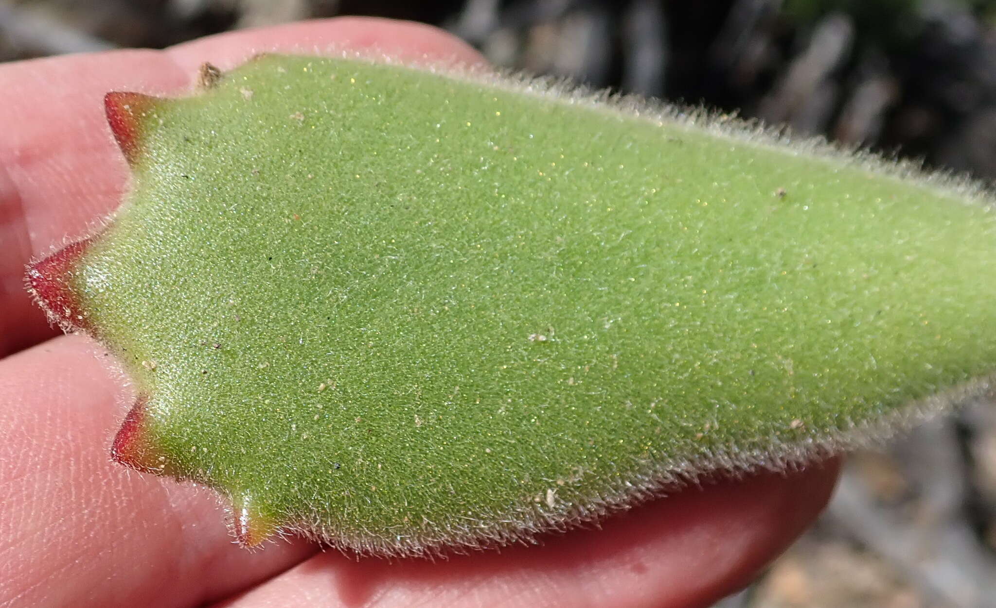 Image of Cotyledon tomentosa Harv.